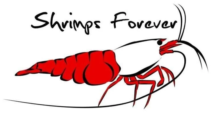 shrimps forever