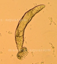 Skin worm with embryo under the microscope