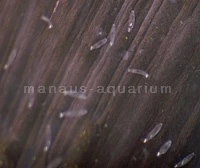 Monogenea on a swordtail caudal fin under the microscope